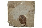 Fossil Elm Tree Leaf (Ulmus) - Nebraska #262740-1